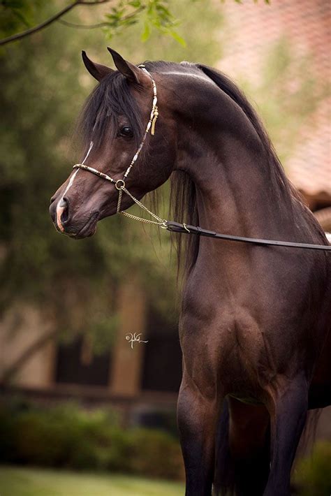 Al Novar Vo Beautiful Arabian Horses Horses Beautiful Horses