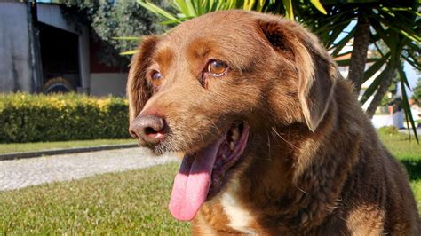 Bobi The Worlds Oldest Dog Ever Dies Aged 31 Sams Alfresco Coffee