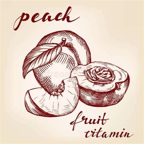 Fruit Peach Apple Pear Set Hand Drawn Vector Illustration Sketch
