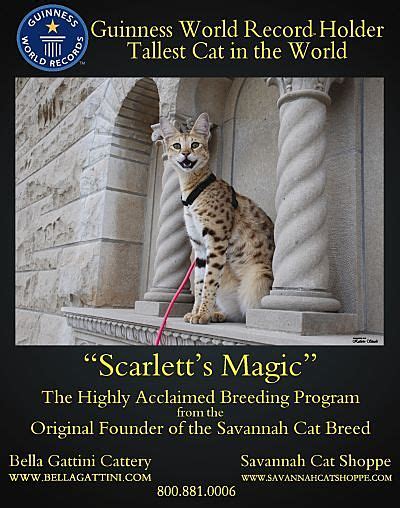 Savannah Cat Breed