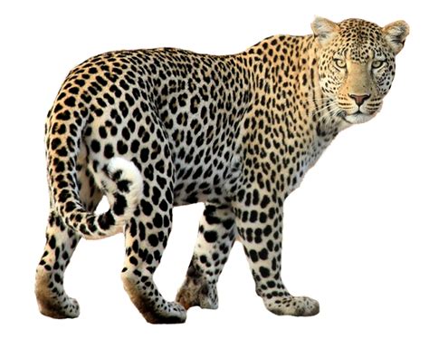 Leopard Png Image Purepng Free Transparent Cc0 Png Image Library