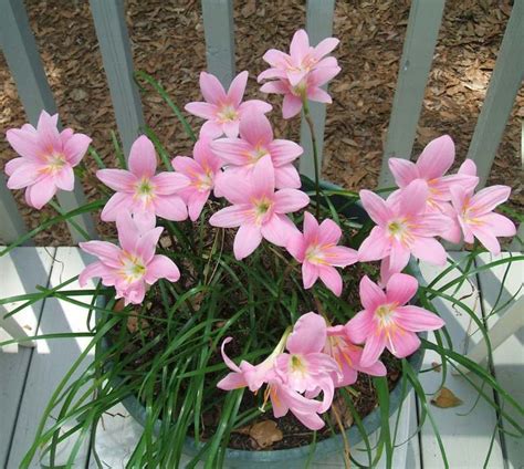 Zephyranthes Robustus Fairy Lily Flower Bulbs Etsy