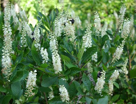 21 Low Maintenance Shrubs Anyone Can Grow Gardenoid