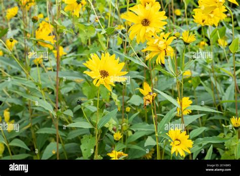Helianthus Lemon Queen Bright Yellow Perennial Flowering Plant In