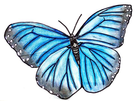 Butterfly Art Drawing Lorine Molter