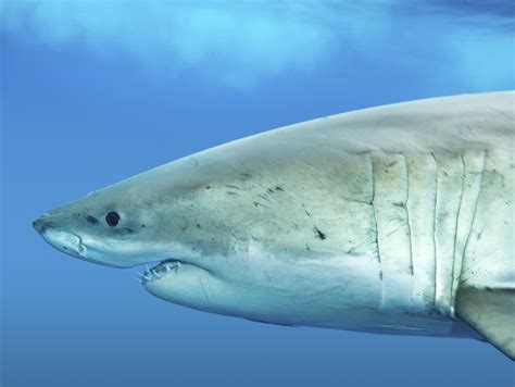 White Shark Coastal Waters Fishes Carcharodon
