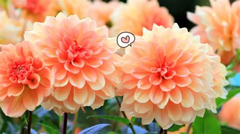 Bunga Dahlia Arti Manfaat Jenis Cara Menanam Dan Merawat Orami