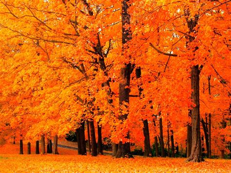 Fall Tree Tree Flower Backgrounds Amazing Trees