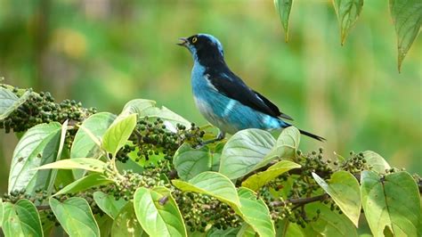 Last updated march 14, 2019. BLACK FACED DACNIS - YouTube