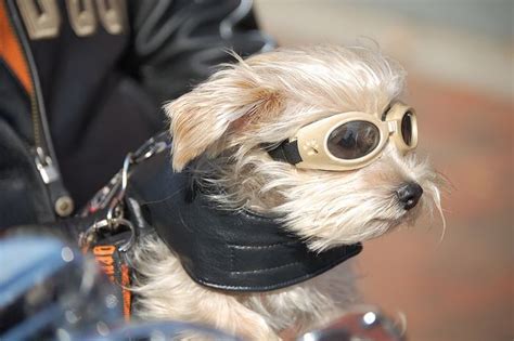 Dog Wearing Goggles On A Motorcycle Biker Dog Dogs Goggles