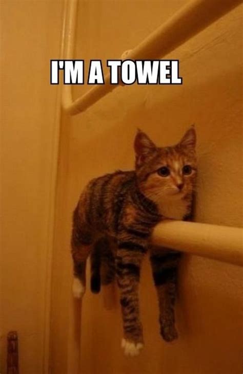 The Best Funny Cat Memes That Will Make You Die Laughing Rezfoods