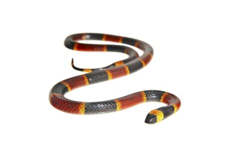 Eastern Coral Snake Facts