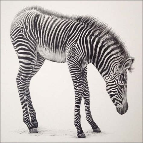 ‘baby Zebra 2 Wildlife Fine Art Drawings