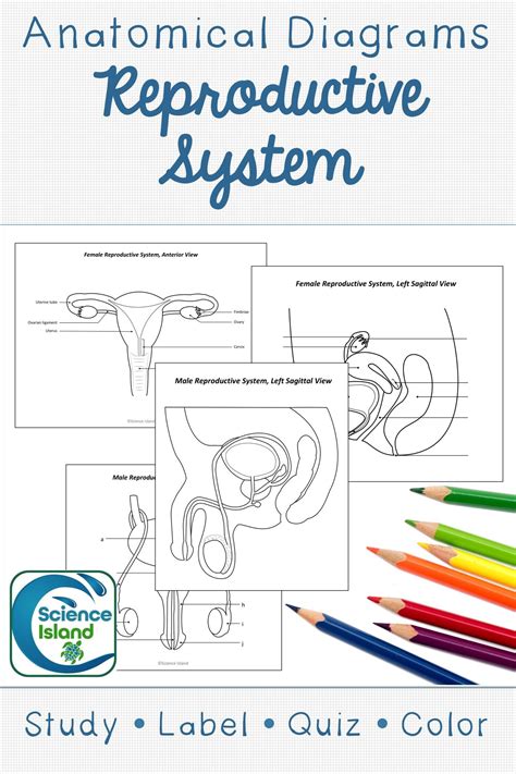 Reproductive System Diagrams And Quizzes Distance Learning Teaching