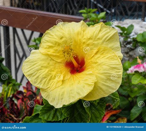 Beautiful Bright Yellow Hibiscus Flower On Oahu Stock Photo Image Of