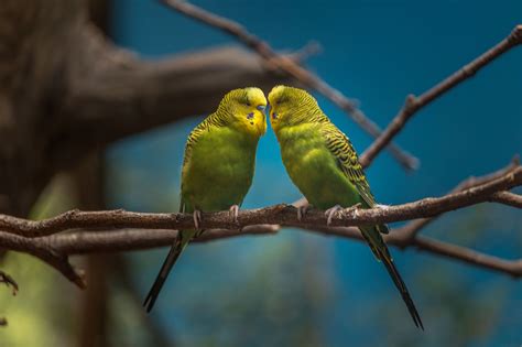 Kissing Birds 2