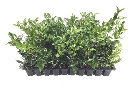 Buy Curled Leaf Privet Ligustrum Japonicum Recurvifolium 10 Live S
