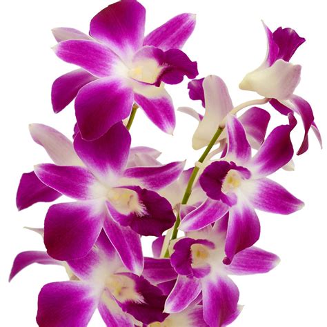 Bicolor Purplewhite Dendrobium Orchids