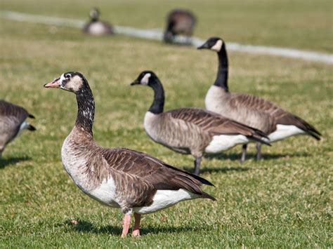 Bird Hybrids Domestic Greylag Goose X Canada Goose