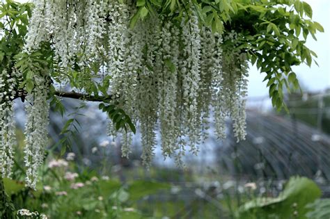 White Wisteria Wallpapers Hd Desktop Wallpapers 4k Hd