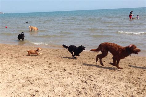 9 Best Dog Friendly Beaches In The Us Montrose Dog Beach Sawyer