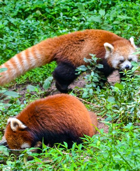 Chinese Red Panda Parote