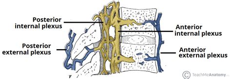 The Spinal Cord Meninges Vasculature Teachmeanatomy