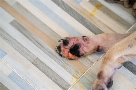 Scabs On Dogs Types And Common Causes Pet Health