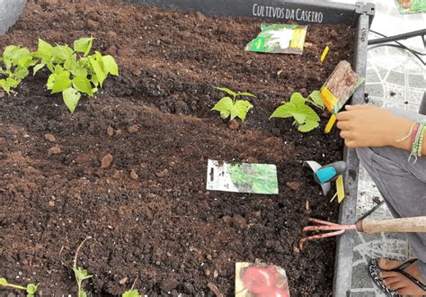 Como Planear A Horta Nas 4 Estações Cultivos Da Caseiro