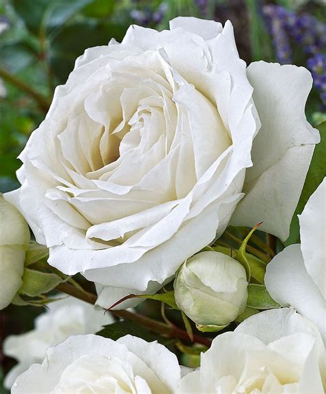 Large Flowered Rose White Symphony Roses Blommor Vita Rosor Och
