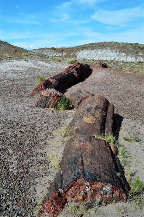 Petrified Forest Stock Image Image Of Geolog Fossil 254862535