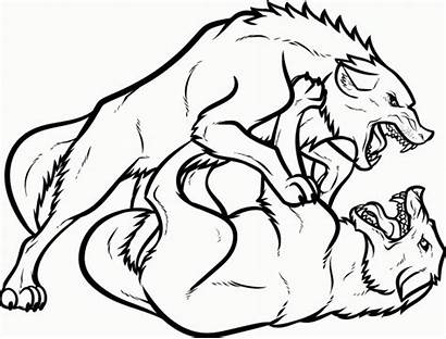 Coloring Wolf Wolves Fighting Pages Printable Drawing