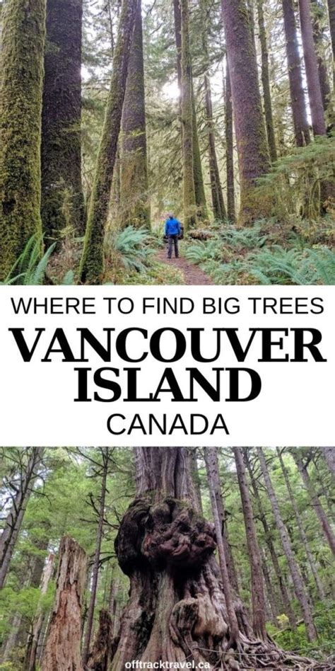 Where To Find Big Trees On Vancouver Island British Columbia