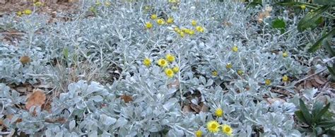Helichrysum Licorice Plant Helichrysum Petiolare Moes Silver
