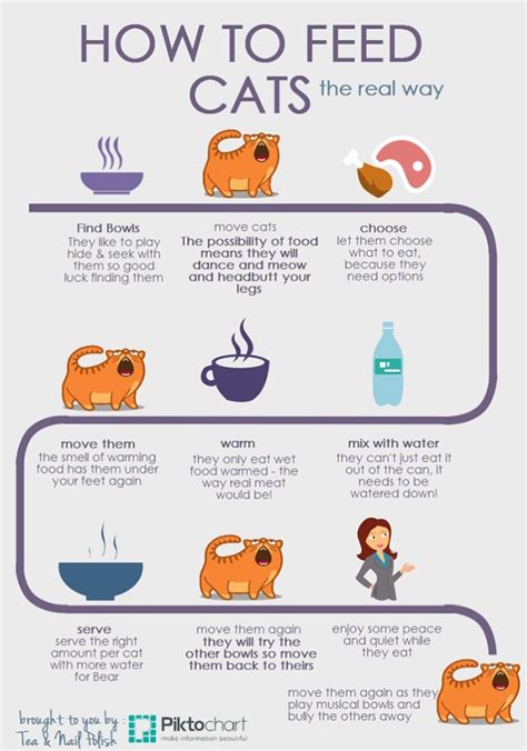How To Feed Cats The Real Way Infographic Tea And Nail Polish