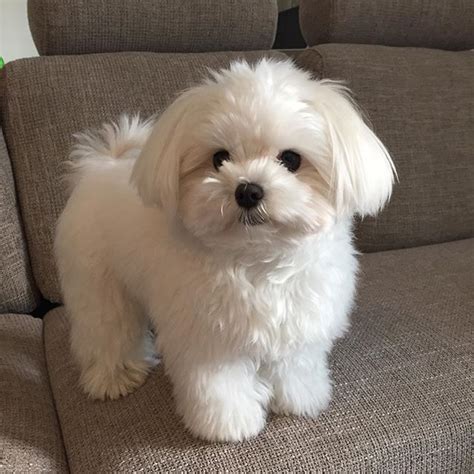 Adorable Fluffy Maltese Type Puppy Cute Puppies Puppies Maltese Puppy
