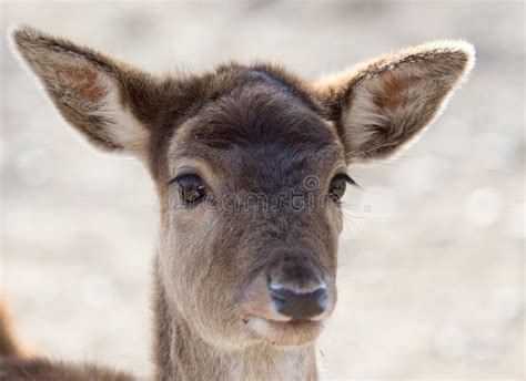 Portrait Of A Young Female Deer Stock Image Image Of Park Female