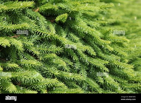 Pine Tree Close Up Shot Stock Photo Alamy