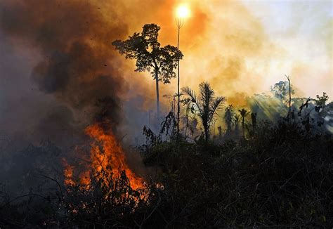 What Are The Economic Drivers Of The Amazon Fires Brink