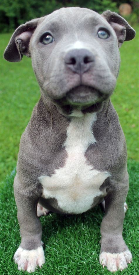23 Image Photo Of Pitbull Puppy 4k