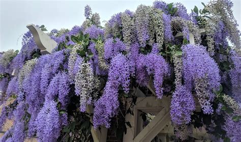 Vine With Purple Flowers Arizona Vine Leafed Purple Flowers Hd