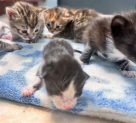 Cat Found In Hotel Room Adopted 2 Tiny Kittens After Her Own Litter Of