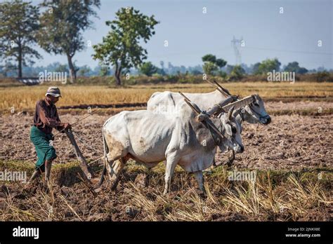 Farming Plough Traditional Myanmar Ploughs Traditionals Myanmars