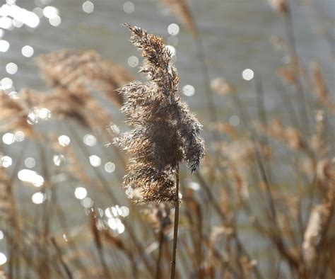 Reed Pond Light Free Photo On Pixabay