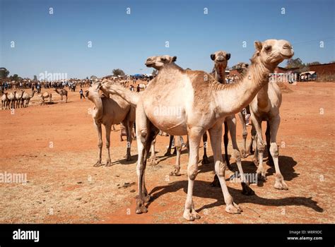 Camel Market Oromia Ethiopia Stock Photo Alamy