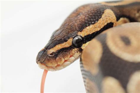 Are Ball Pythons Venomous Exploring The Facts Reptiles Life