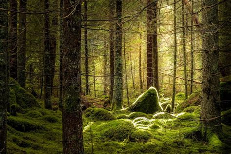 Green Mossy Forest With Beautiful Sunlight Stock Photo Image Of