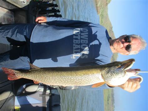 Larry Holland With A 36″ 14 Pound Northern Pike Fort Peck Fishing