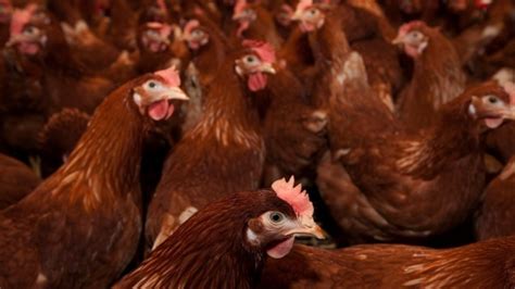 Ns Poultry Plant Closure A Blow To Operators Community And Maybe