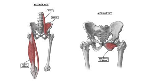 Crossfit Hip Musculature Part 1 Anterior Muscles